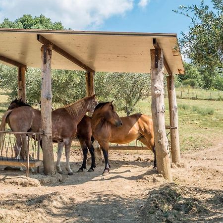 Agriturismo Goccia Di Luna Umbertide Exteriér fotografie