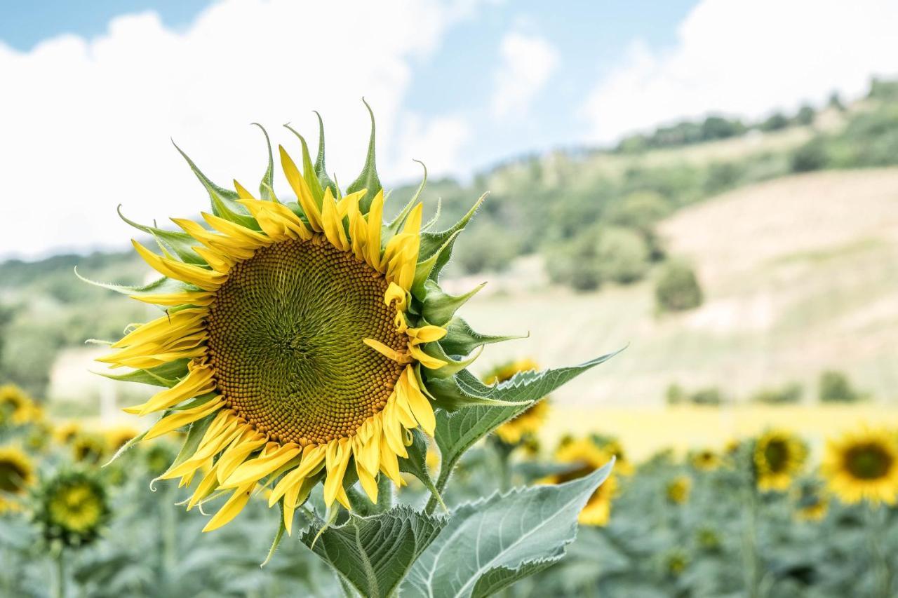 Agriturismo Goccia Di Luna Umbertide Exteriér fotografie