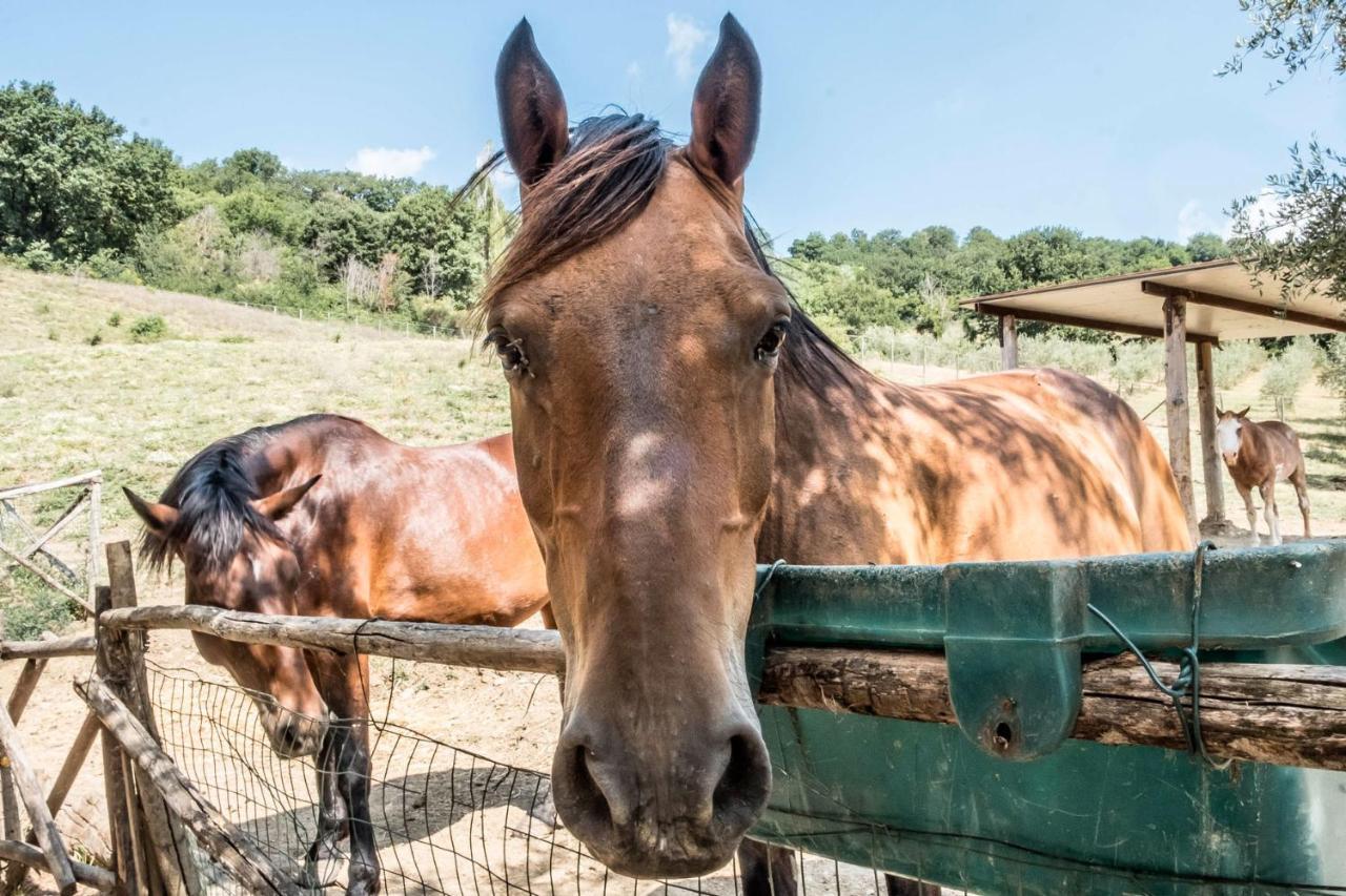 Agriturismo Goccia Di Luna Umbertide Exteriér fotografie